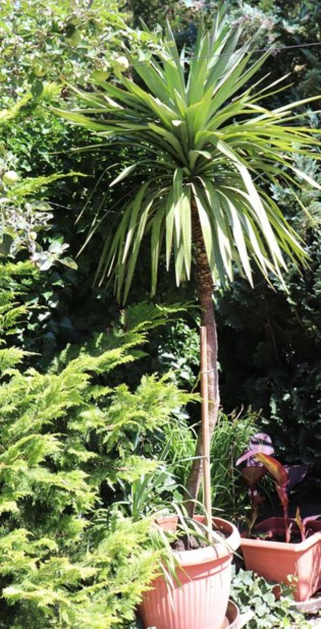Die Palme wächst seit den achtziger Jahren in einem großen Topf. 