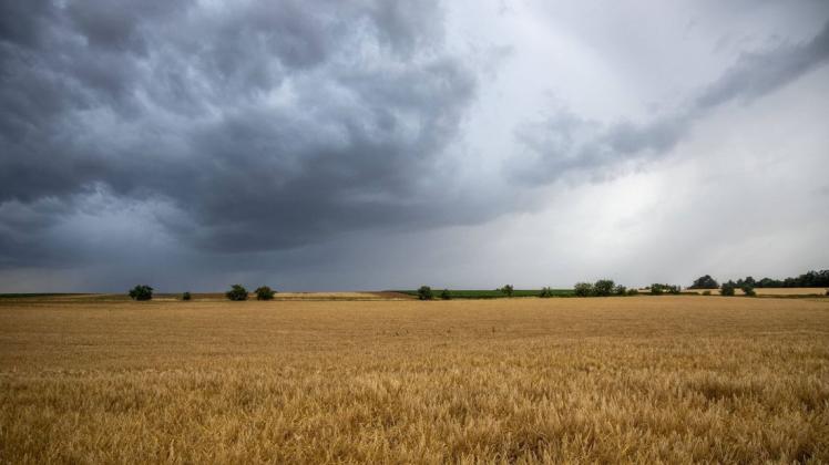 Schwarze Wolken eines aufziehenden Schauers sind am Himmel über einem Getreidefeld zu sehen.