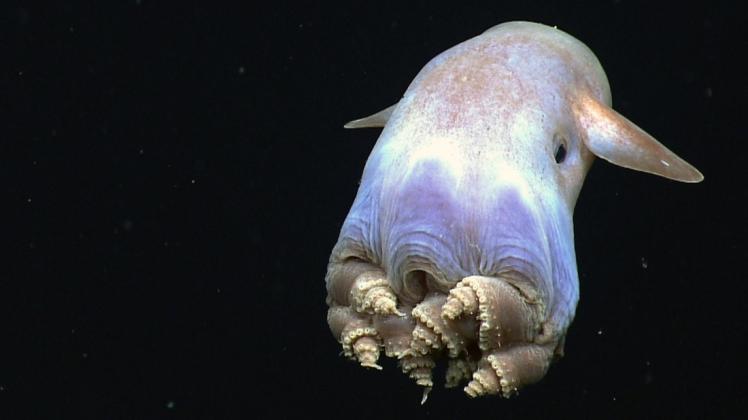 Grimpotheutis ist eine von 14 Arten des Dumbo-Oktopus.