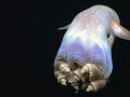 Grimpotheutis ist eine von 14 Arten des Dumbo-Oktopus.