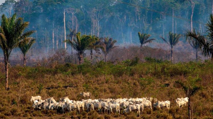 Im Hintergrund qualmt der Wald: Die massive Abholzung in Brasilien sorgt international für Kritik.