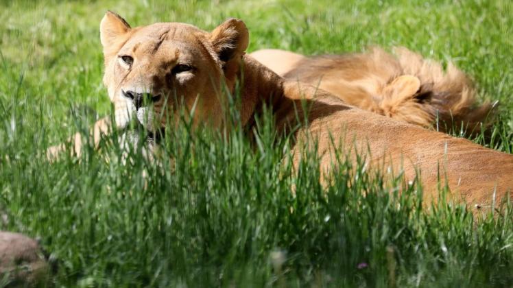 Die Löwen im Rostocker Zoo liegen gern entspannt im Gras ihres Außengeheges. Direkt nebenan wohnen die Erdmännchen.