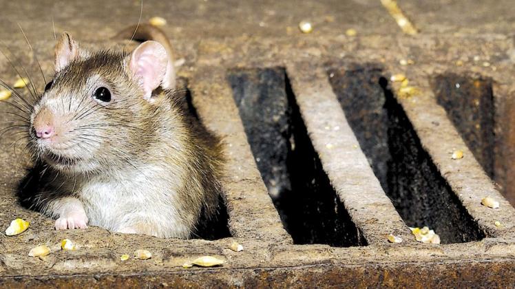 Ratten sind intelligent. Sie lassen sich nur schwer vertreiben, erst recht aus einem Lebensmittelbetrieb (Symbolbild).
