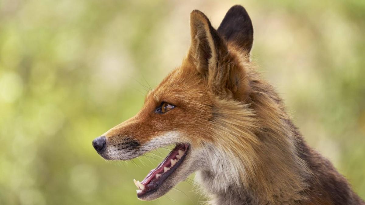 Video geht viral: So klingt es, wenn Füchse lachen | SVZ