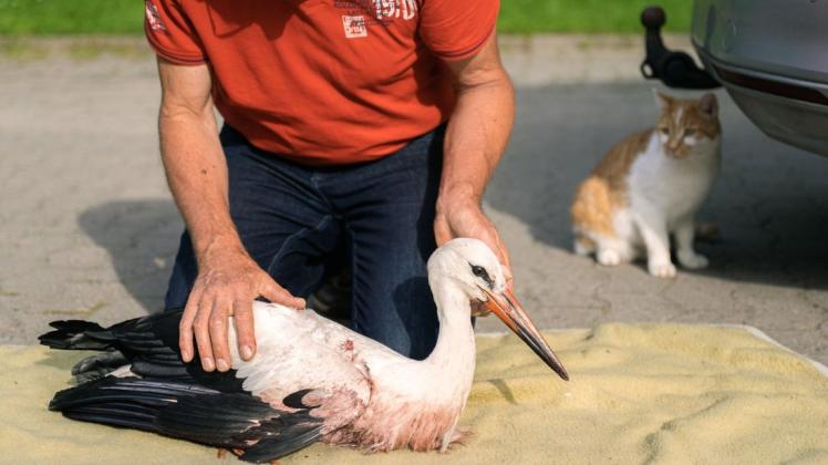 Udo Hilfers, Betreiber der Storchenpflegestation Wesermarsch, kümmert sich um einen verletzten Storch.
