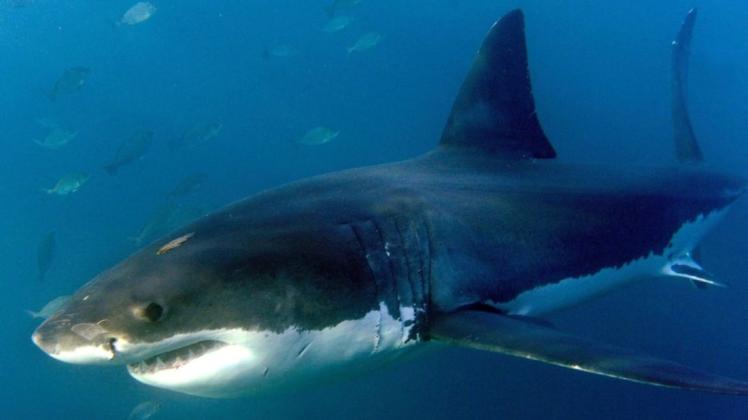 Im US-Bundesstaat Maine hat es mutmaßlich einen tödlichen Angriff eines Weißen Hais auf eine Schwimmerin gegeben.
