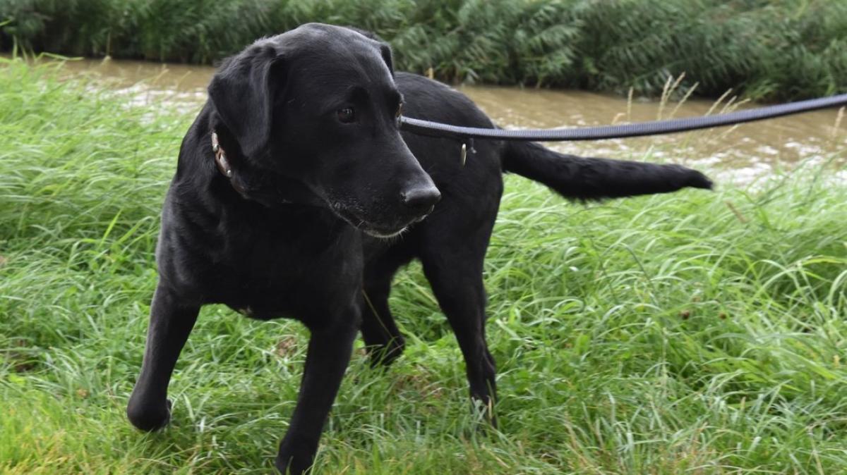 Murphy - ein lebhafter Labrador Retriever mit hellwachem Blick