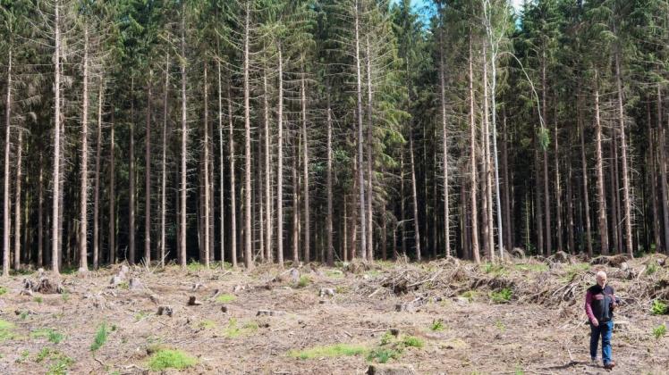 Rainer Städing von der Niedersächsischen Landesforsten begutachtet eine Fläche am Kimmener Holz. Hier wurden 2019 und 2020 mehrere Bäume wegen Borkenkäfer-Befalls entnommen.