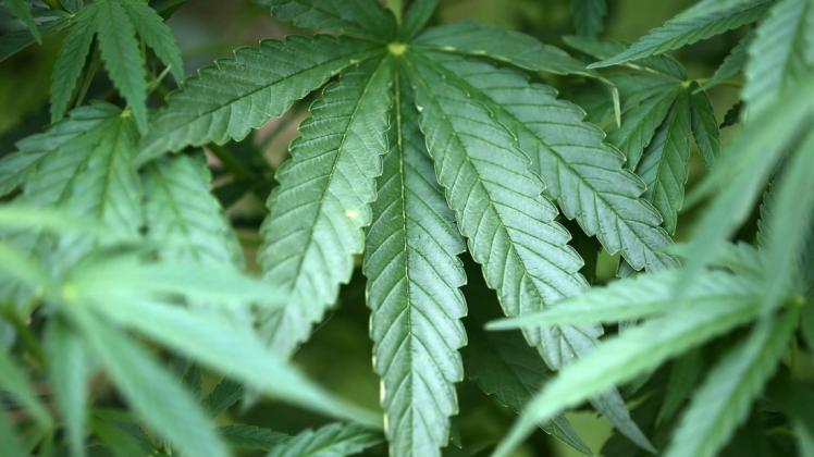 Der typische Geruch von Cannabis zieht am Mittwochabend durch den IGA-Park. Die Polizeibeamten in zivil gingen dem nach. Der typische Geruch von Cannabis zieht am Mittwochabend durch den IGA-Park. Die Polizeibeamten in zivil gingen dem nach.