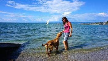 Der Hund soll mit: Ist der tierische Kumpel eine "Wasserratte" ist ein Urlaub am Meer oder Badesee sicherlich eine gute Variante für alle Beteiligten.