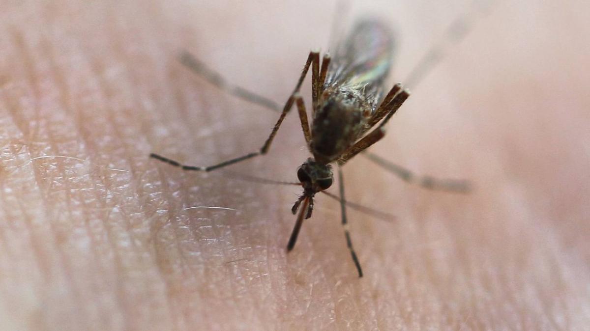 Mücken: Welche Mittel schützen vor Stichen?
