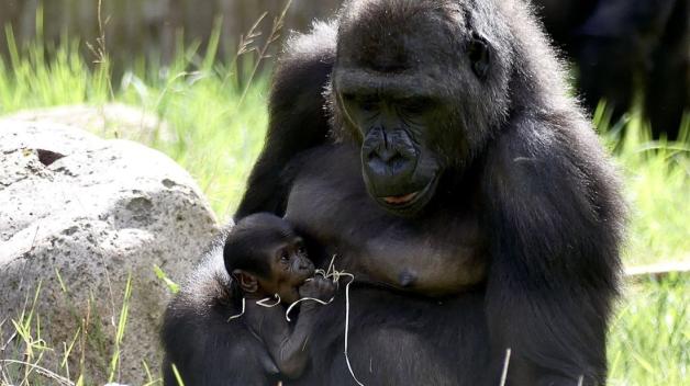 Das Gorillaweibchen Zola mit ihrem Jungtier Moyo im Darwineum des Rostocker Zoos. (Archivbild)