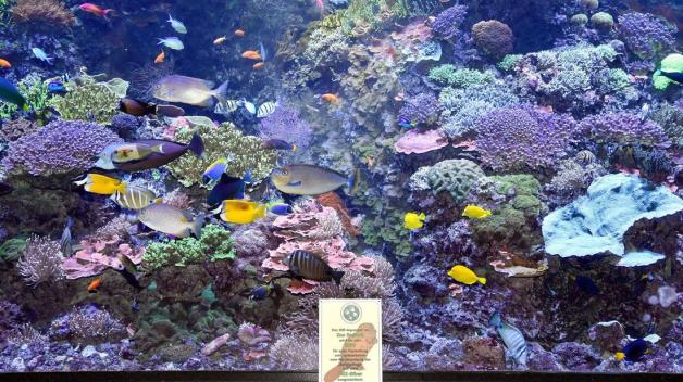 Mehr als 350 Fische und Krebse aus über 40 Gattungen sowie etwa 350 Weich- und Steinkorallen in 53 Arten tummeln sich in dem 60.000 Liter fassenden becken.