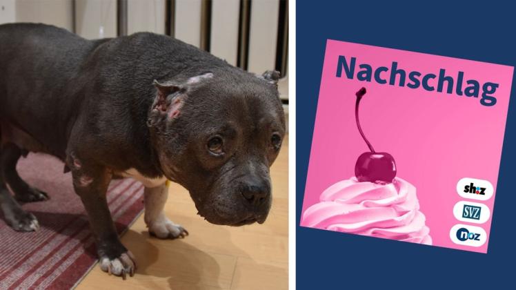 Die Hündin Betty wurde völlig zerbissen in einer Tierarztpraxis in Delmenhorst abgegeben. Ob sie Opfer illegaler Hundekämpfe wurde, ist noch unklar.