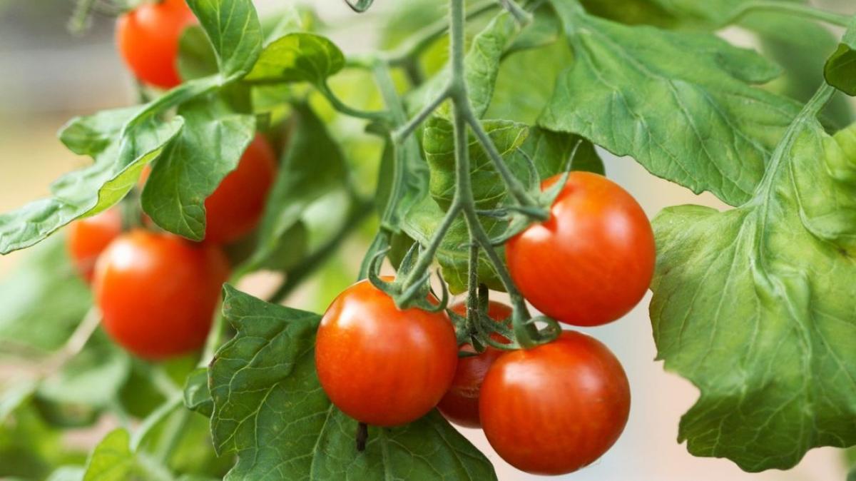 Woher kommt die Redewendung "treulose Tomate"? NOZ