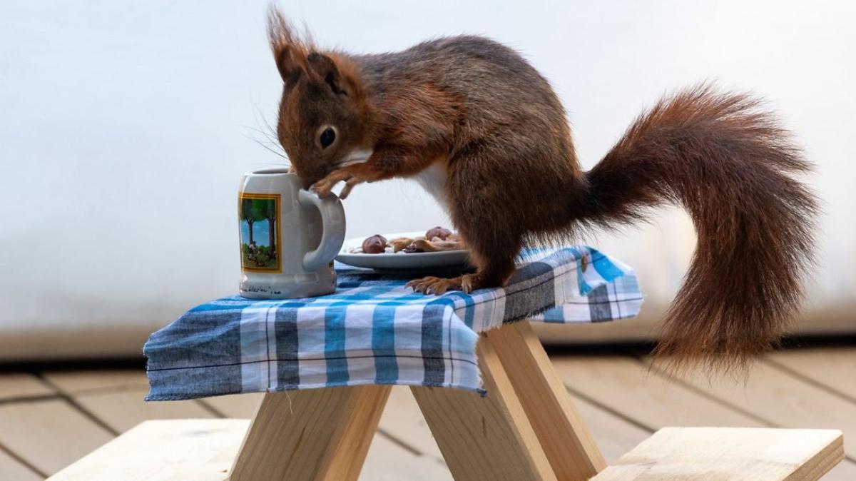 Lustige Idee Eine Bierbank für die