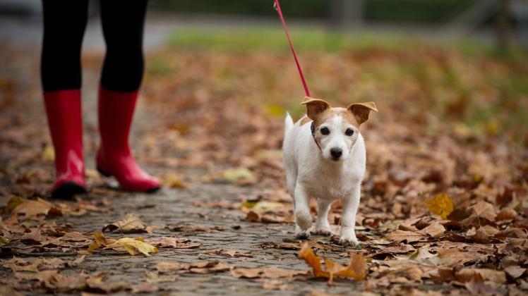 Gefahr für Hunde: Bei Gassirunde durch Laub Walnussbäume meiden