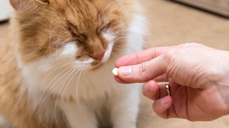 Katzen sollten nicht die Medikamente ihrer Halter nehmen
