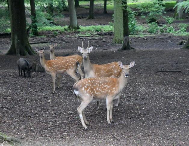 Greenleaf Botanische Färbepinsel – Aus Sandelholz & Wildschweinborsten, Für Natürliche Haarfarben