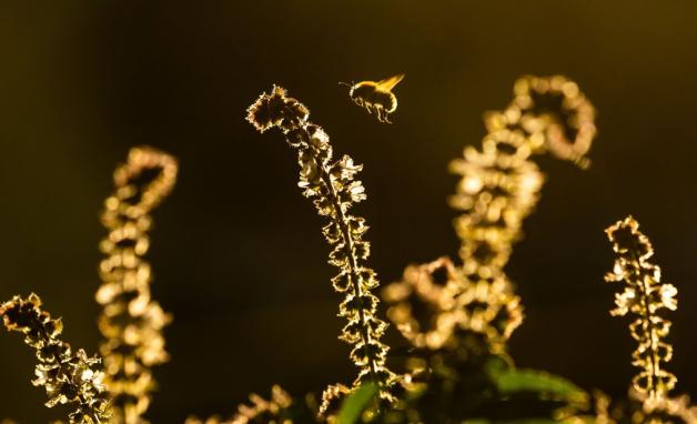 In der wärmenden Herbstsonne in einem Garten fliegt eine Hummel auf der Suche nach Nektar über eine noch blühende Basilikumpflanze. In der wärmenden Herbstsonne in einem Garten fliegt eine Hummel auf der Suche nach Nektar über eine noch blühende Basilikumpflanze.