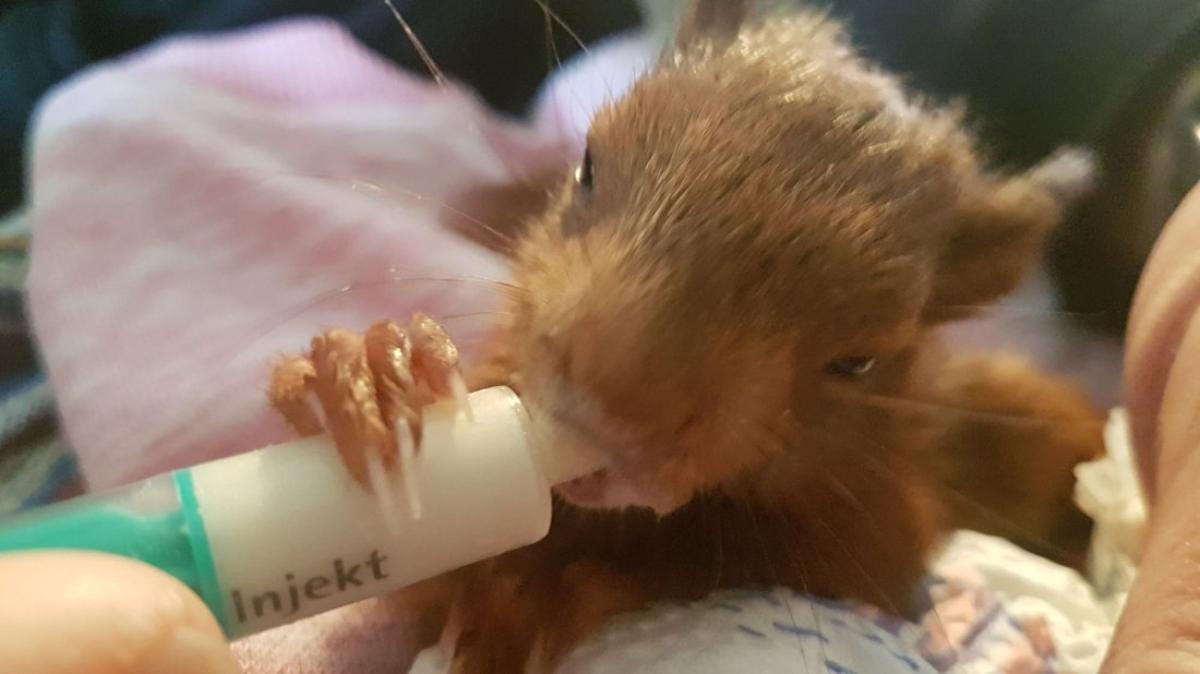 Familie in Rieste zieht verletztes Eichhörnchen NOZ