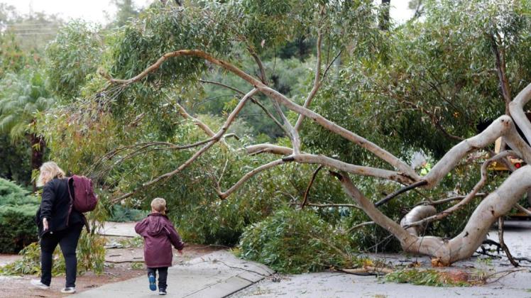 Ein umgestürzter Baum durch den Sturm in Perth.