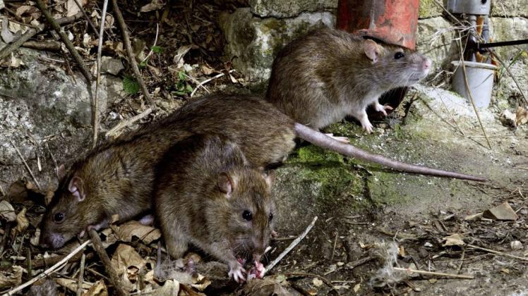 Ratten tauchen aufgrund der Corona-Maßnahmen vermehrt in Wohngebieten der USA auf.