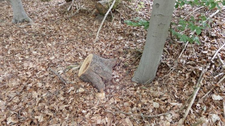 Unter diesem Baumstumpf will der Spaziergänger den Tierkopf versteckt haben. Kurze Zeit später war dieser aber verschwunden.