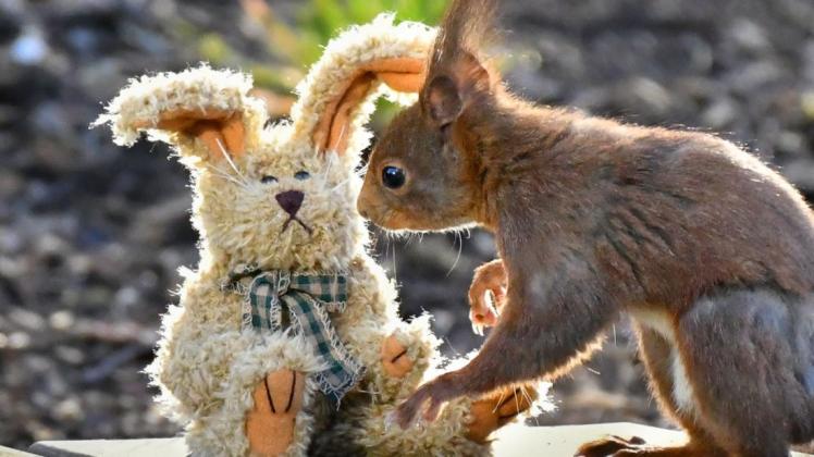 Schau mir in die Augen: Angela Kohl sind bemerkenswerte Schnappschüsse von den Eichhörnchen in ihrem Garten gelungen. Foto: Angela Kohl