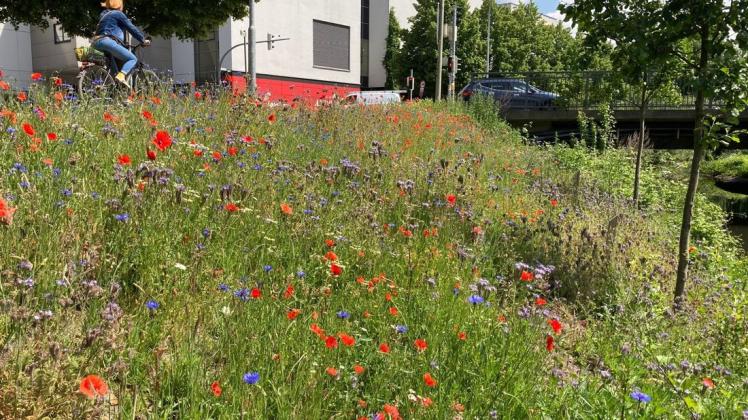 Bunte Vielfalt: Am Raiffeisenplatz, nicht weit vom Hauptbahnhof entfernt, ist die Wildkräutersaat aufgegangen.
