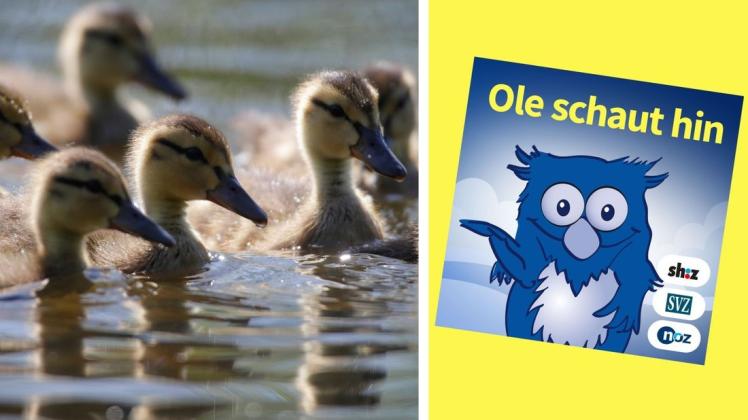 Enten können schwimmen, sobald sie aus dem Ei geschlüpft sind. Enten können schwimmen, sobald sie aus dem Ei geschlüpft sind.
