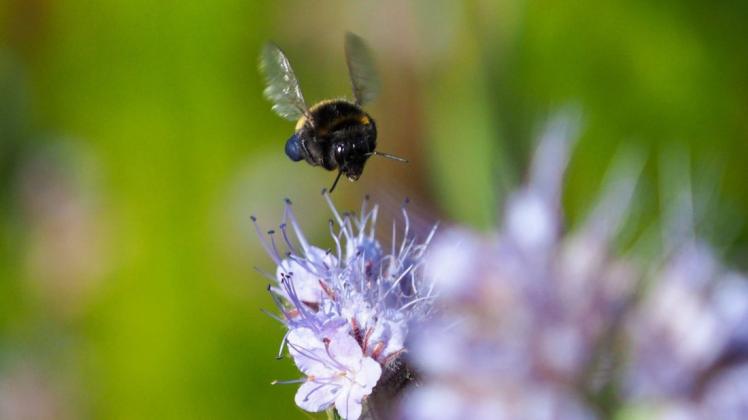 Das Bienenglück in Ganderkesee zieht in der Blütezeit wieder zahlreiche Tiere und Insekten an.