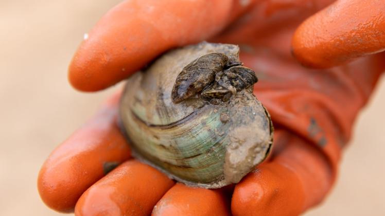 Verbreitung der invasiven Dreikantmuschel Verbreitung der invasiven Dreikantmuschel