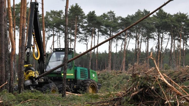 Die Abholzung der Kiefernwald-Monokultur geht weiter. Foto: dpa/Bernd Settnik