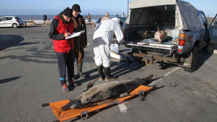 Bereits im vergangenen Winter hatte die Zahl der tot angespülten Delfine vor Frankreichs Atlantikküste Rekordwerte erreicht. Foto: dpa/Olivier Van Canneyt