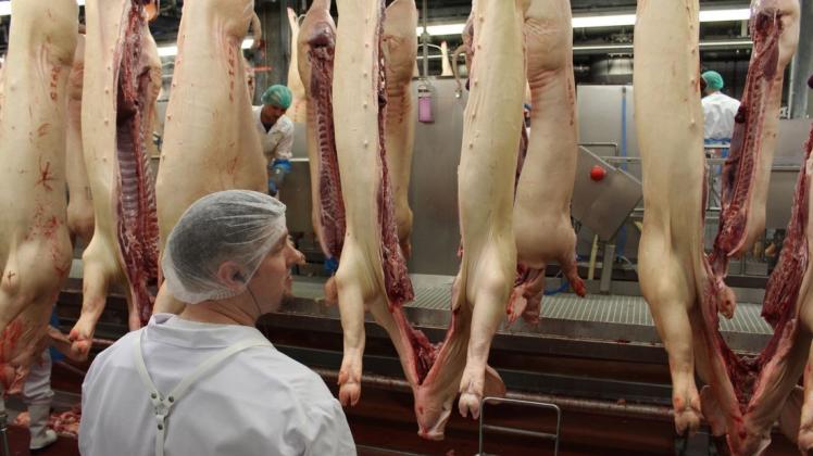 Die mehr als 100 Beschäftigten der Fleischuntersuchungsstelle begutachten die Schweine im Sögeler Schlachthof von der Anlieferung bis zur Freigabe. Auch die Arbeit der Mitarbeiter wird kontrolliert. Foto: Christian Belling