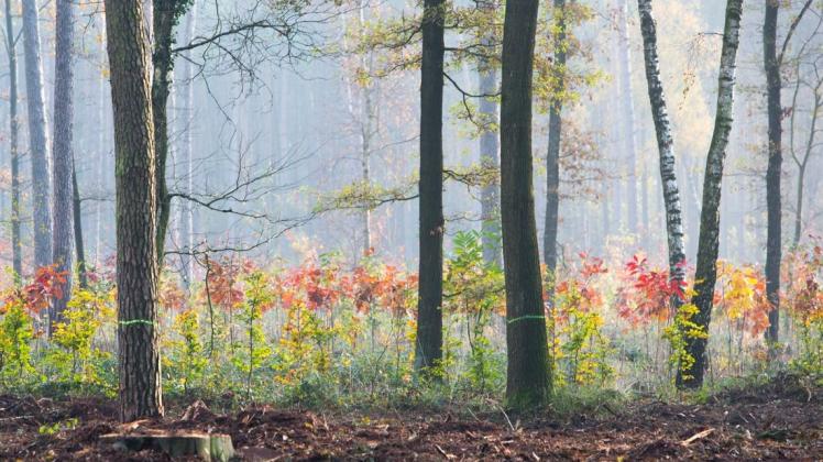 Eine private Initiative will in Engter 100 Bäume pflanzen. Starten soll das Vorhaben im Herbst. Symbolfoto: Michael Gründel
