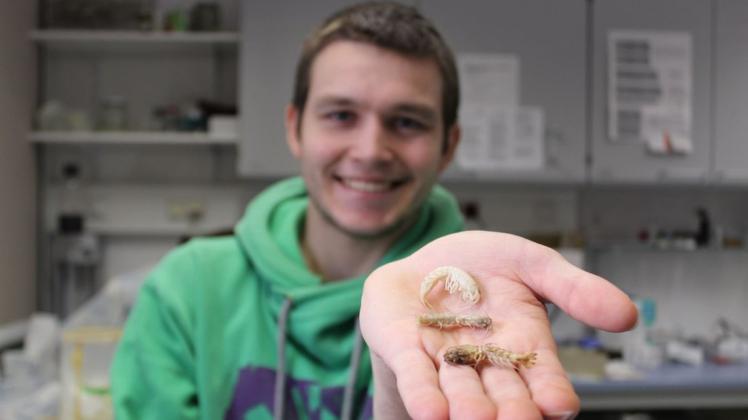 Aus Tasmanien stammen die Berggarnelen, die Christoph Höpel für seine Forschung benötigt. Aus Tasmanien stammen die Berggarnelen, die Christoph Höpel für seine Forschung benötigt.