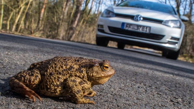 Die alljährliche Wanderung der Kröten zu ihren Laichplätzen beginnt dieser Tage. Besonders die Straßenüberquerung ist für die Tiere riskant. Symbolbild: Patrick Pleul/dpa Die alljährliche Wanderung der Kröten zu ihren Laichplätzen beginnt dieser Tage. Besonders die Straßenüberquerung ist für die Tiere riskant. Symbolbild: Patrick Pleul/dpa