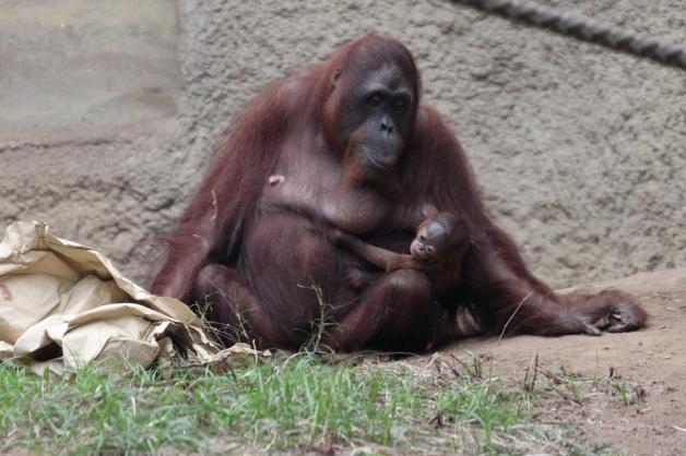 Mit viel Glück kann man morgens schon einmal einen Blick auf Sunda und ihr Baby werfen. Meistens hält sie sich jedoch noch hinter den Kulissen des Zoos auf.