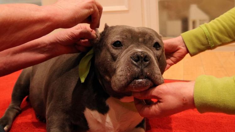 Die Verletzungen am Ohr sind noch nicht vollständig abgeheilt, Betty muss weiterhin tierärztlich behandelt werden. Das Spendengeld ist derweil aufgebraucht. Foto: B. Dogs-Prößler