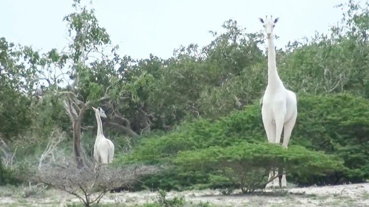 Die Giraffenmutter und ihr Junges sind mutmaßlich von Wilderern getötet worden. Foto: dpa/Hirola Conservation/Caters News Agency