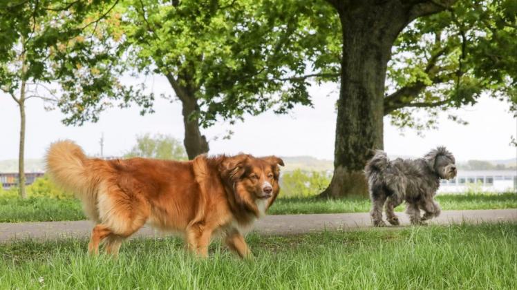 Hunde müssen während der Setz-und Brutzeit im Freien an die Leine.  Symbolfoto: Jörn Martens