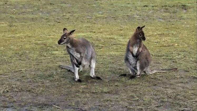 Das ausgerissene Känguru Scuff (links) ist wieder eingefangen worden. Foto: Strauch