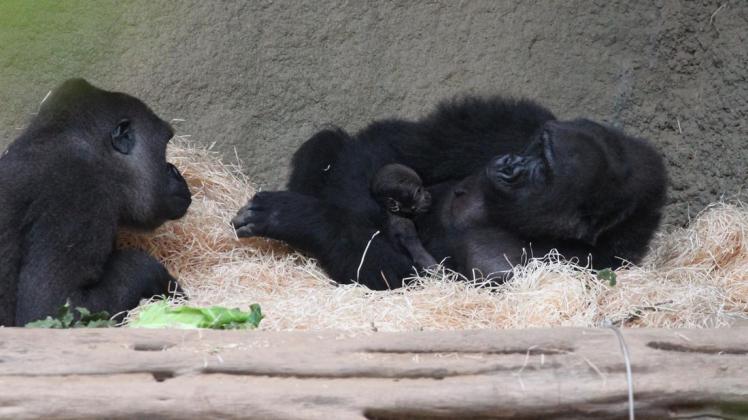 Nachwuchs bei den Gorillas: Yene kuschelt mit ihrem Baby im Darwineum, während Eyenga (l.) neugierig den Neuankömmling begutachtet.