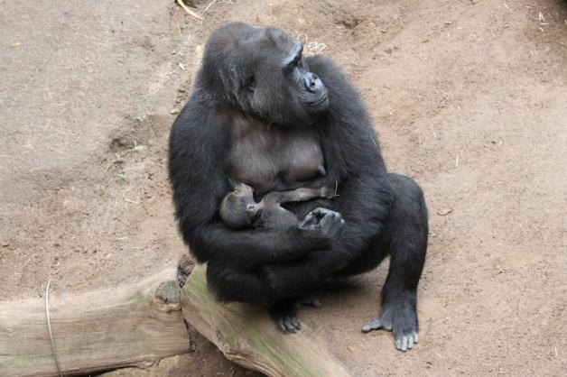 Yenes Nachwuchs ist die erste Gorillageburt in der Geschichte des Rostocker Zoos.