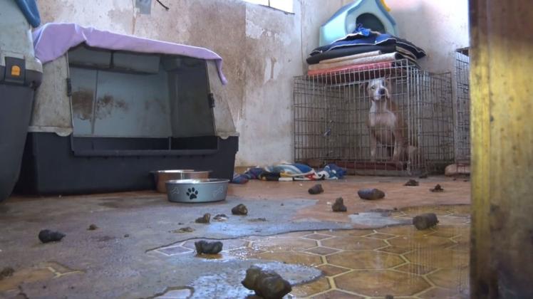 Zum Teil in kleinen Käfigen gehalten wurden die Hunde auf einem „Tierschutzhof“ im nördlichen Emsland. Er wurde inzwischen geräumt, 68 Hunde wurden lebend gerettet. 