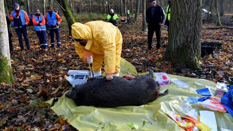 Afrikanische Schweinepest im Anmarsch? Seit Monaten trainieren polnische Veterinärbehörden für den Notfall. Symbolfoto: Marcin Bielecki/PAP/dpa Afrikanische Schweinepest im Anmarsch? Seit Monaten trainieren polnische Veterinärbehörden für den Notfall. Symbolfoto: Marcin Bielecki/PAP/dpa