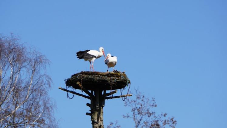 Zum ersten Mal nisten Störche auf dem Hof Niemann in Dissen. Noch sind sie mit dem Auspolstern ihrer neuen Wohnung beschäftigt. Foto: Anne Niederwerfer Zum ersten Mal nisten Störche auf dem Hof Niemann in Dissen. Noch sind sie mit dem Auspolstern ihrer neuen Wohnung beschäftigt. Foto: Anne Niederwerfer