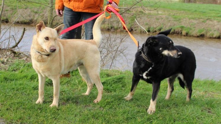 Die Hunde "Houston" und "Agathe" aus dem Tierheim in Stapelmoor suchen ein neues Zuhause und sollen am besten gemeinsam vermittelt werden. Foto: Johanna Flint